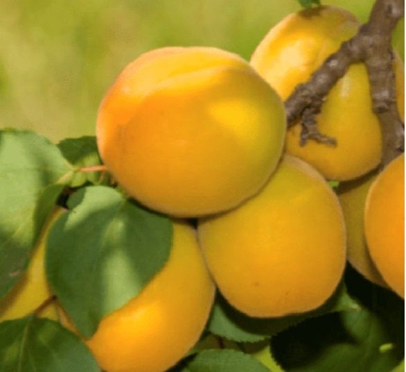 Apricot Garden Annie