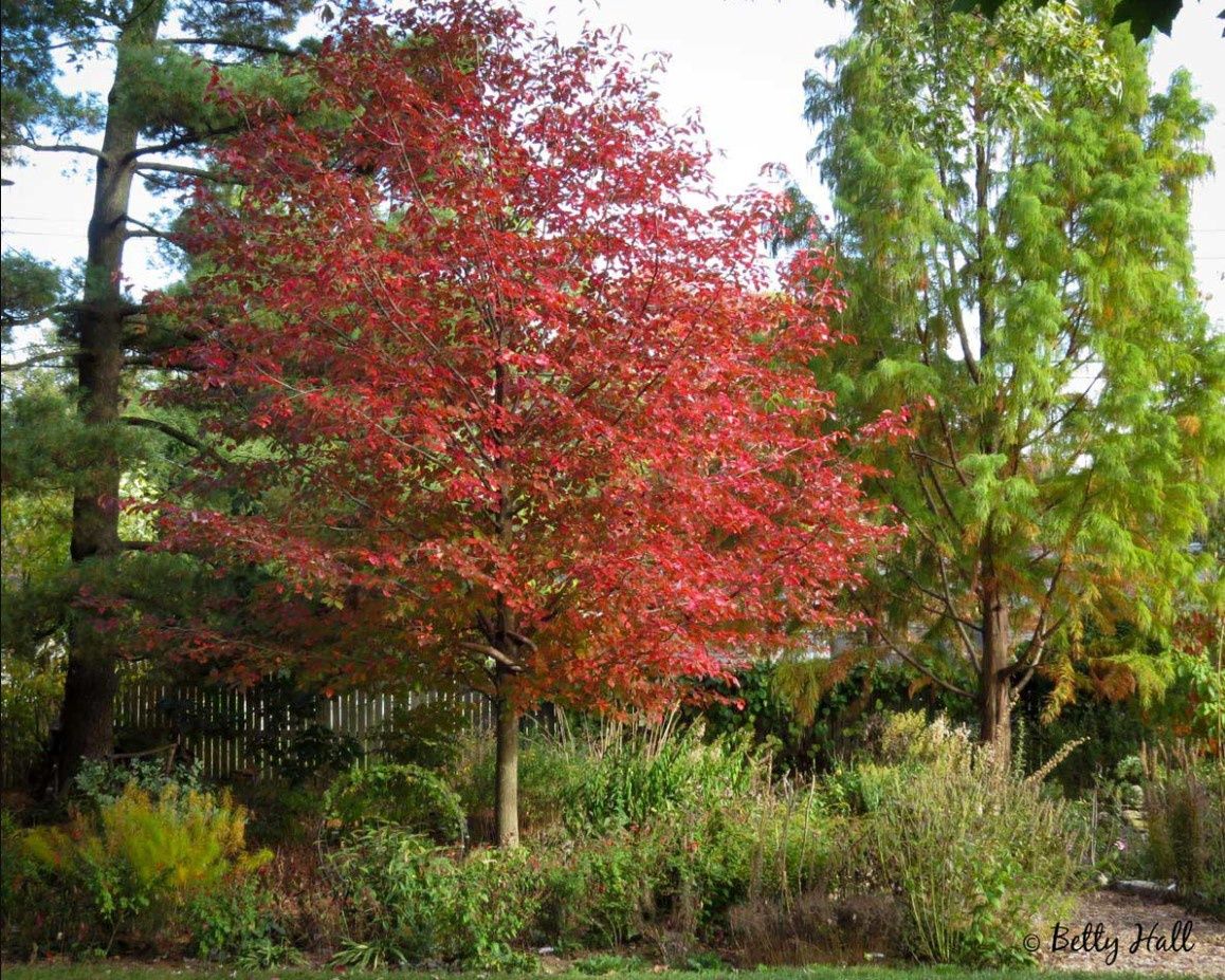 Swamp Tupelo (Nyssa sylvatica var biflora) Swamp Tupelo (Nyssa sylvatica var biflora)