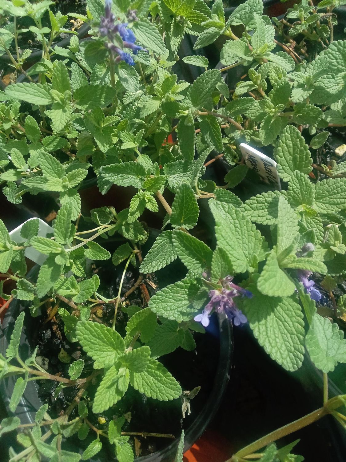 Dwarf Cat mint Dwarf Cat mint