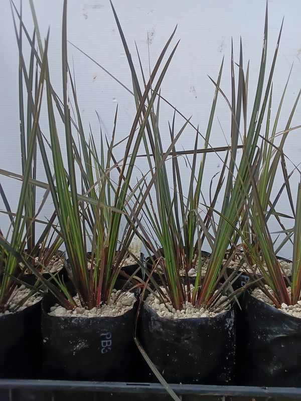 Libertia ixodes &quot;Taupo Sunset&quot;