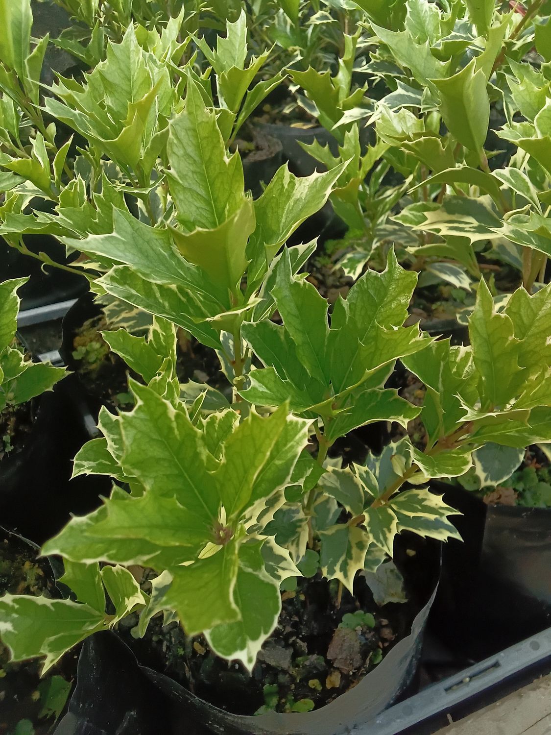 Osmanthus variegatus