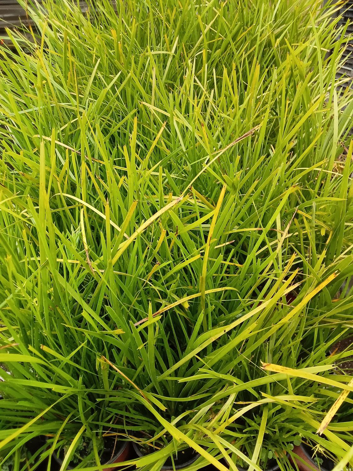 Lomandra Little Pal
