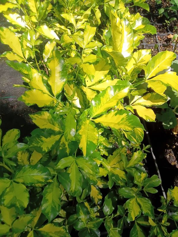 Melicope Wharangi Gold