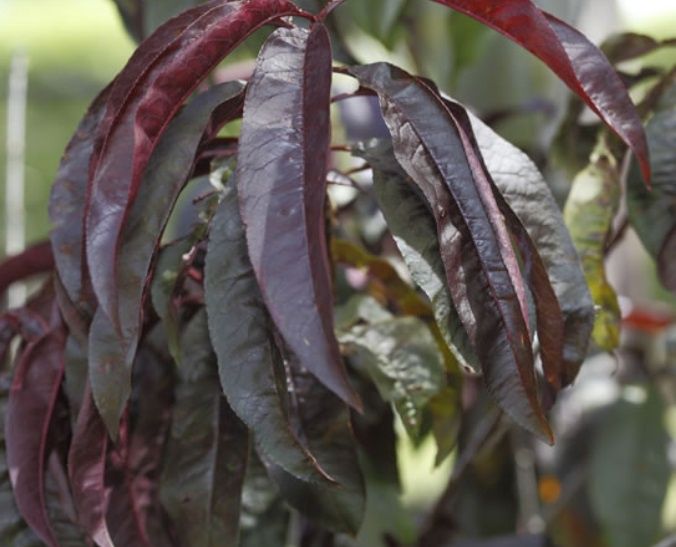 Nectarine Mabel™ (Tyrian)  EP/PB12