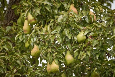 Pears