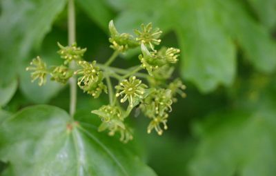 Maple Field (Acer campestre)