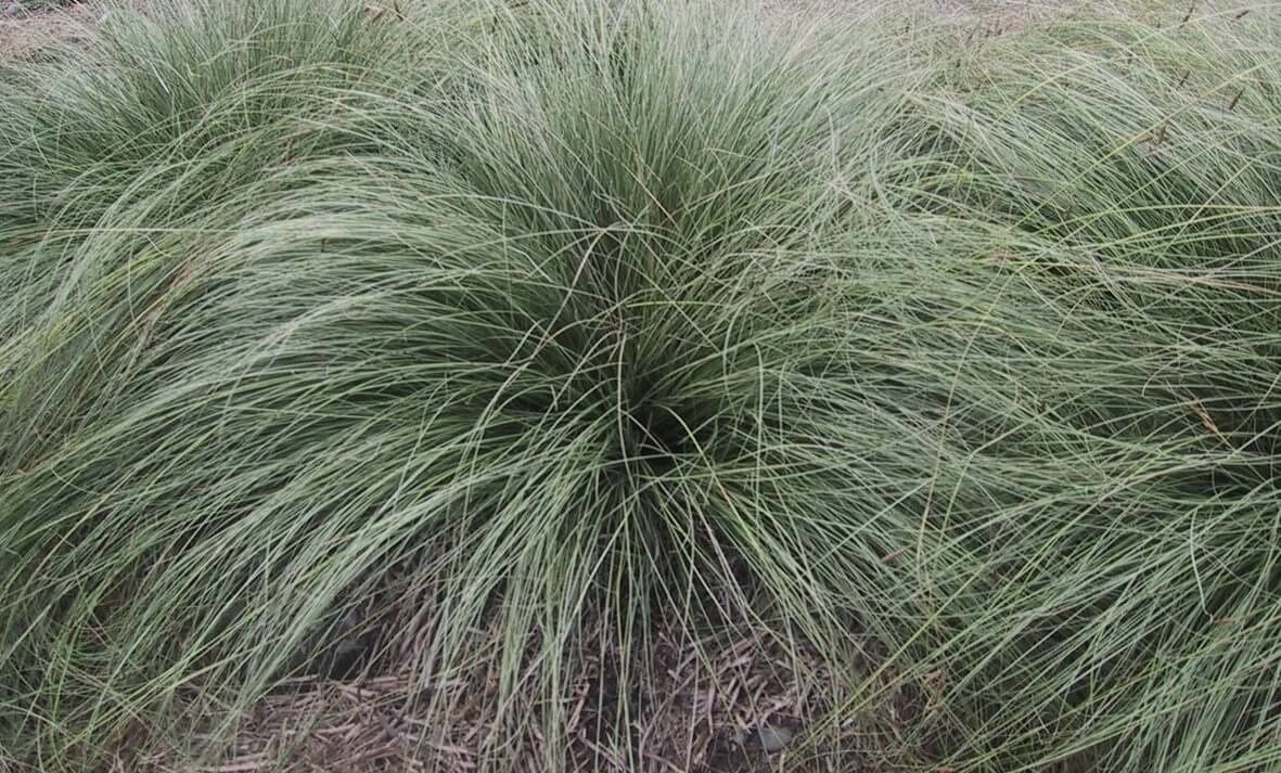 Carex Grass, Size: 0.5l, Variety: Comans Green