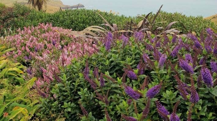 Hebe, Variety: Wiri Port