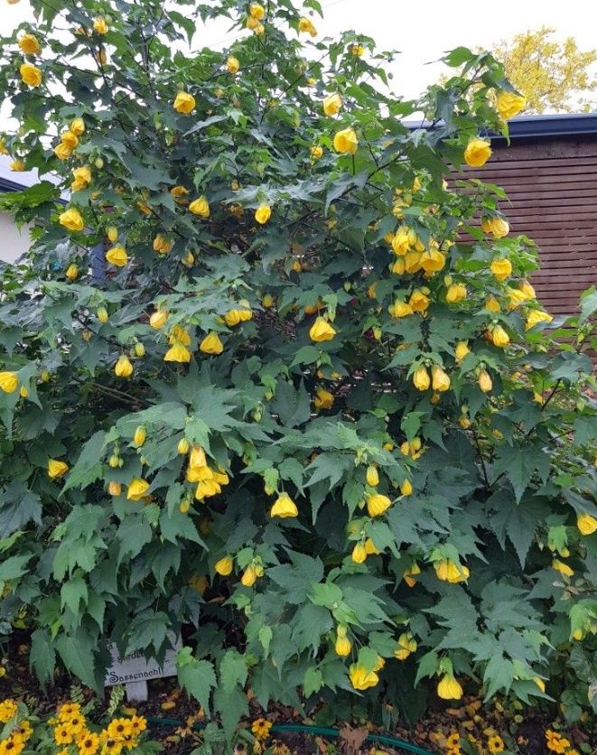 Abutilon (Chinese lantern), Variety: Golden Fleece