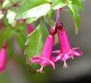 Fuchsia, Variety: candy bells