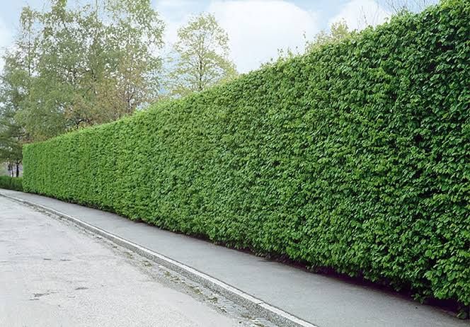 European Hornbeam (Carpinus betulus)