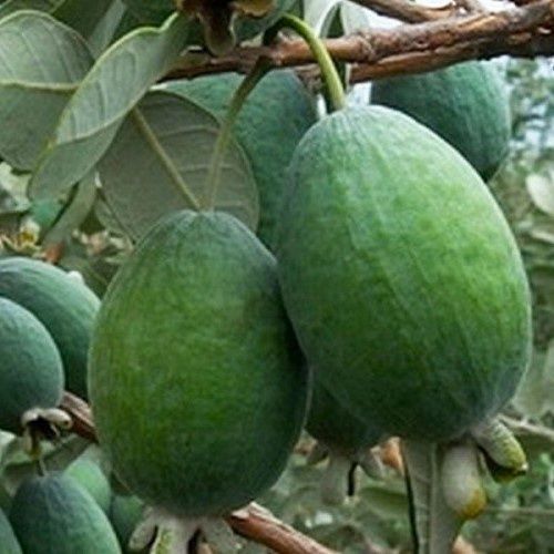 Feijoa seed grown.