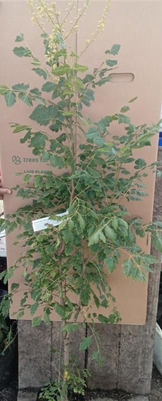 GOLDEN RAINTREE Koelreuteria paniculata