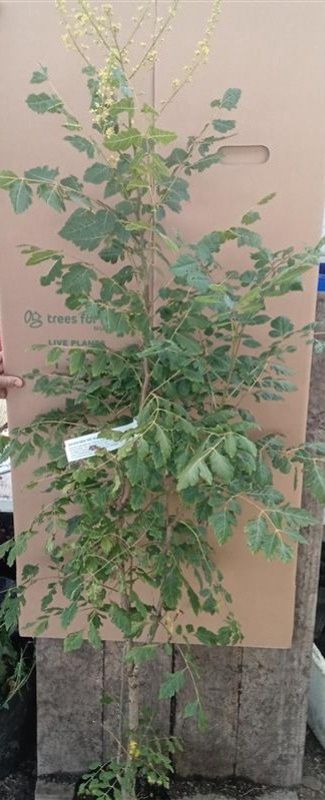 GOLDEN RAINTREE Koelreuteria paniculata