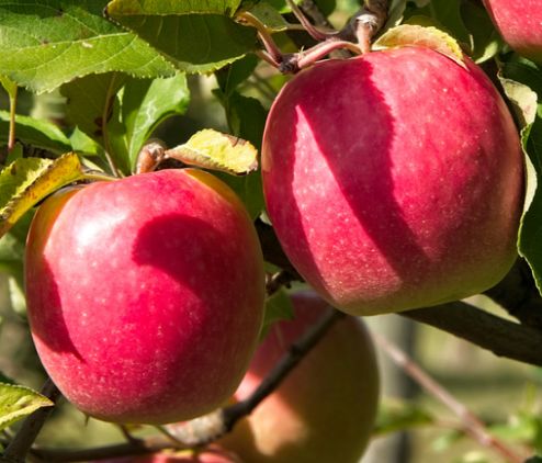 Apple Lady in Red (Pink Lady) - Dwarf