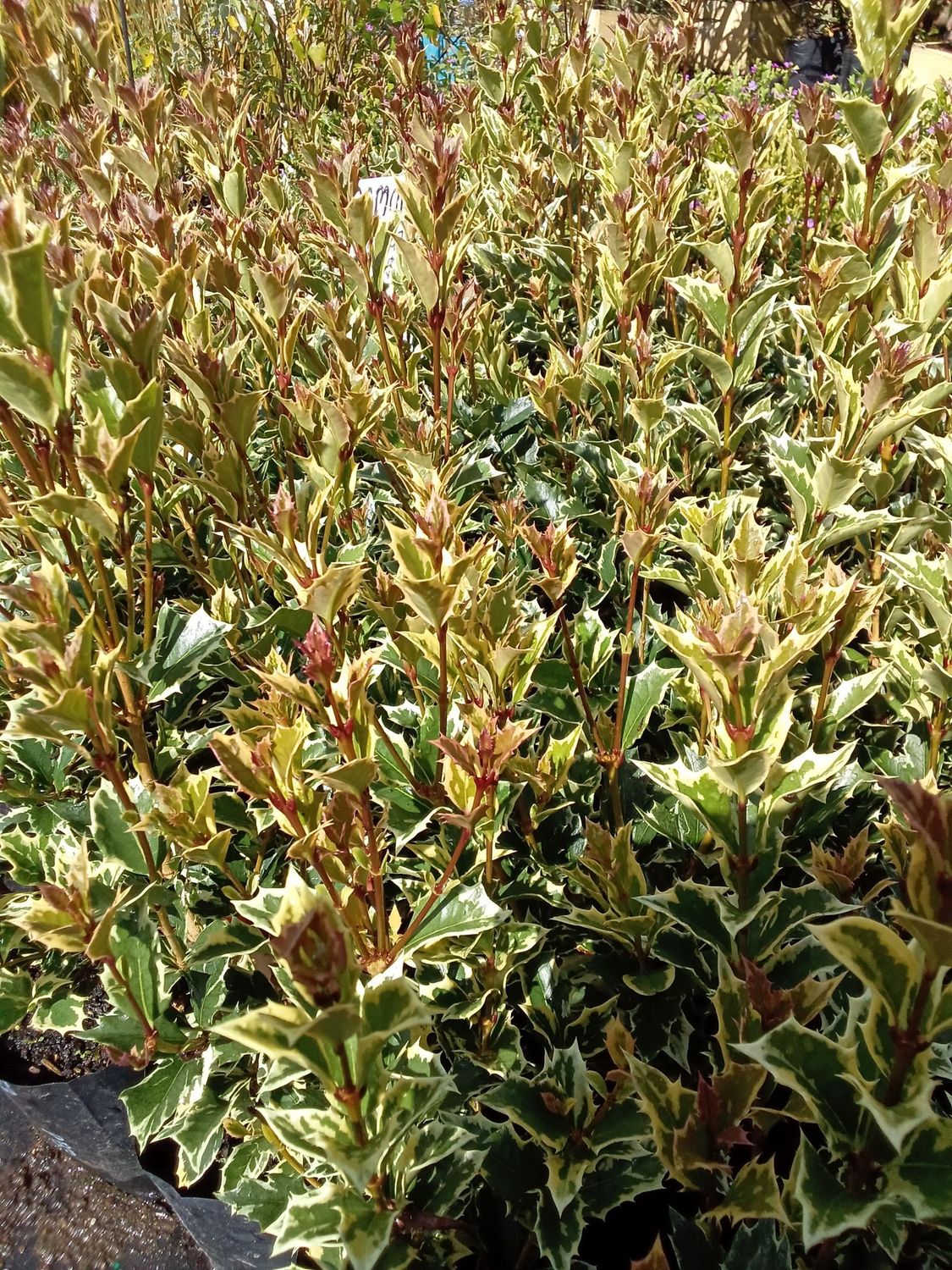 Osmanthus variegatus