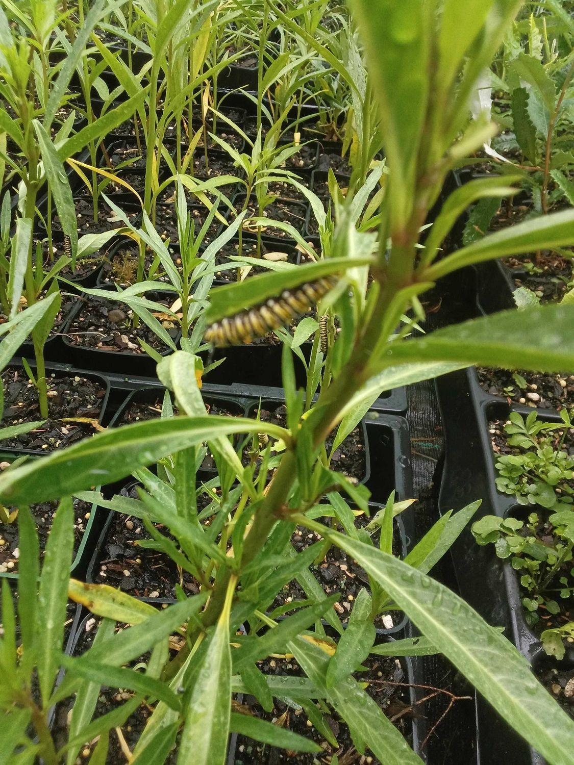 Swan plant (Asclepias fruticosa)