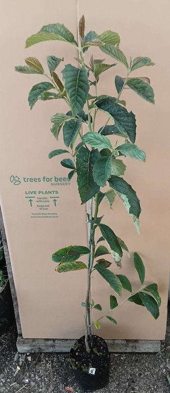 Chinese Tupelo (Nyssa sinensis)