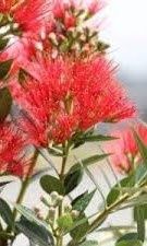 Pohutukawa "Mistral"