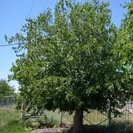 Morus alba - White Mulberry