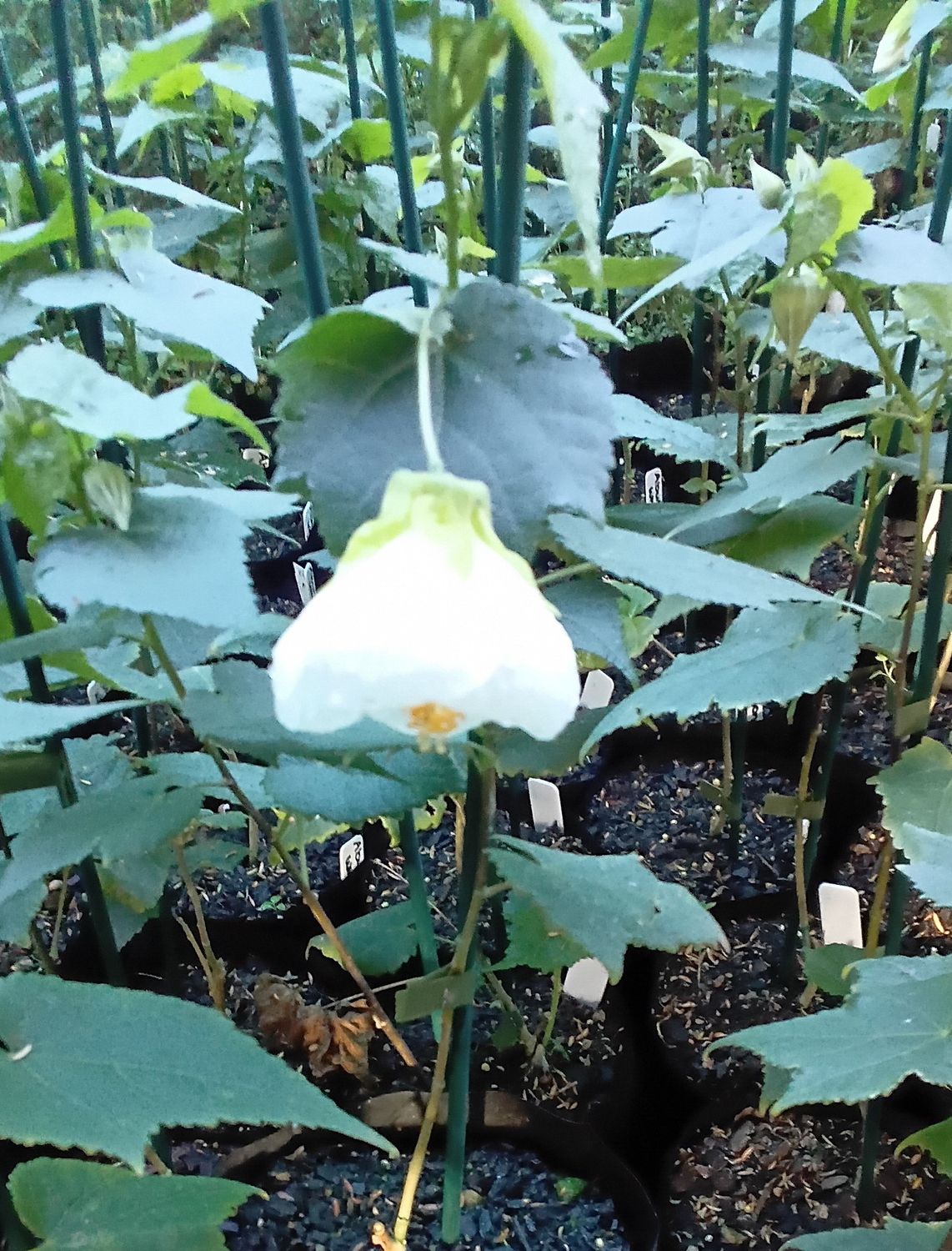 Abutilon (Chinese Lantern) "White Gold"