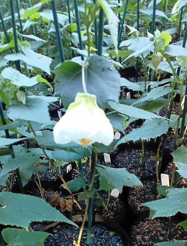 Abutilon (Chinese Lantern) "White Gold"