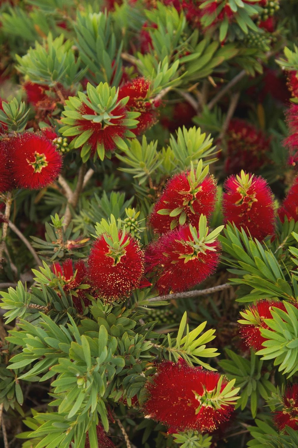 Callistemon "Little John"