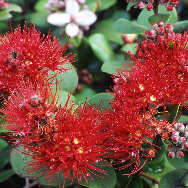 Pohutukawa "Tahiti