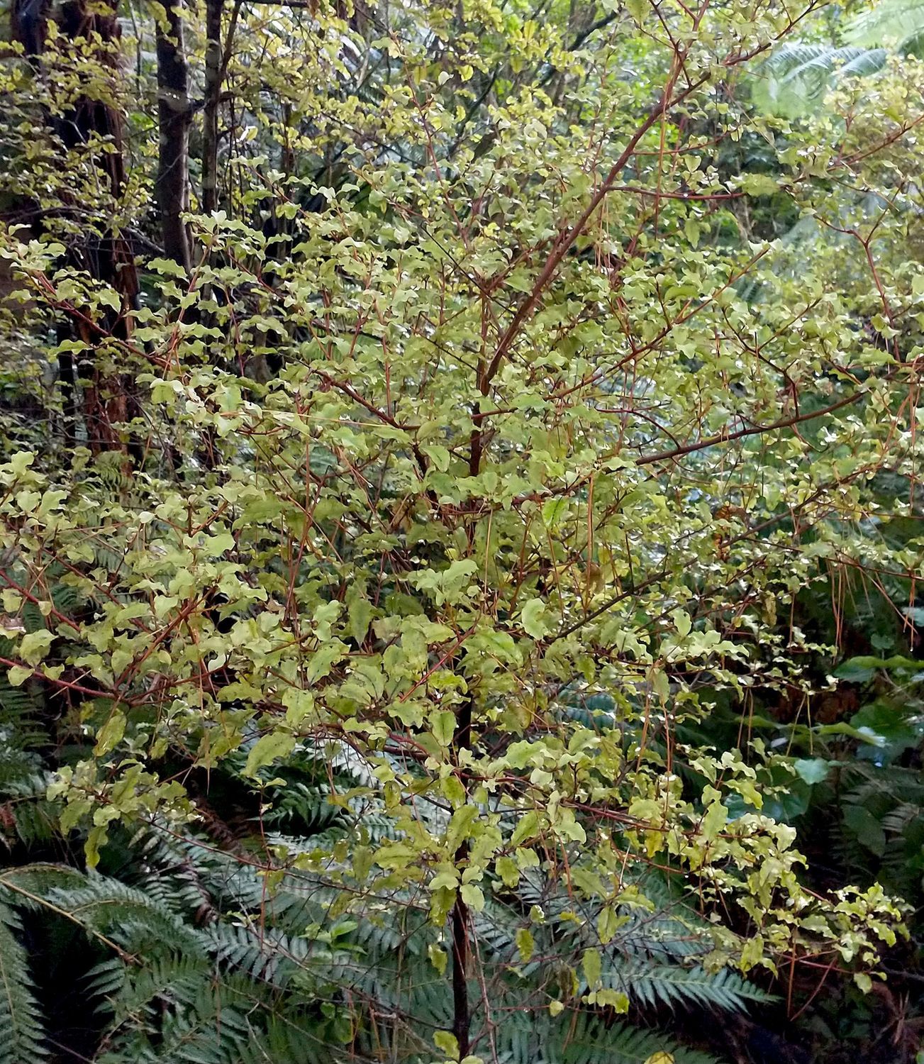 Red matipo (Myrsine australis)