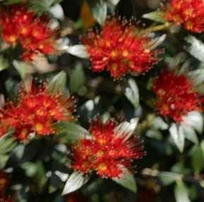 Southern Rata (Metrosideros umbellata)