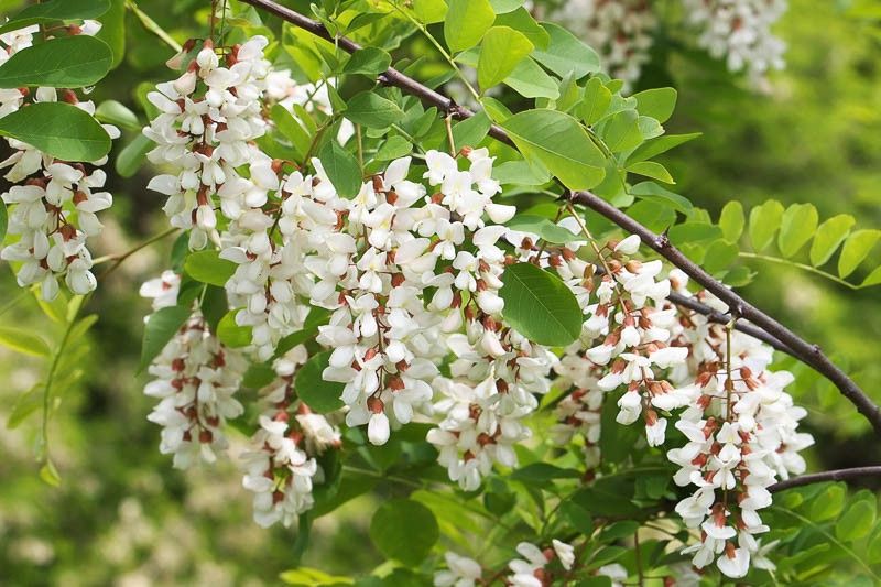 False Acacia, Robinia pseudoacacia
