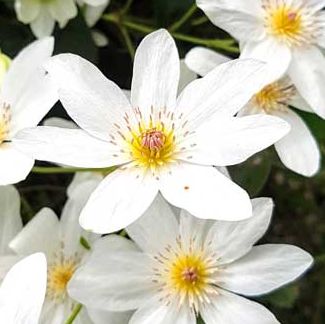 Clematis paniculata (Puawananga)