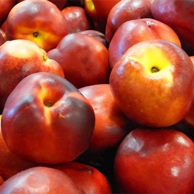 Nectarine Early Red 2 - BARE ROOTED
