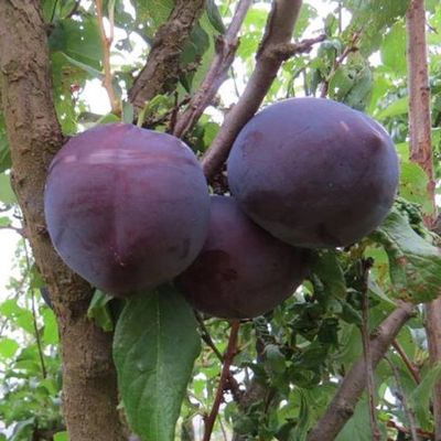 Plum Black Amber - BARE ROOTED