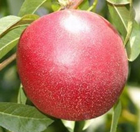 Nectarine Tasty Gold - BARE ROOTED