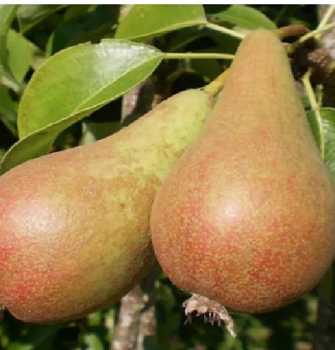 Pear Concorde - BARE ROOTED