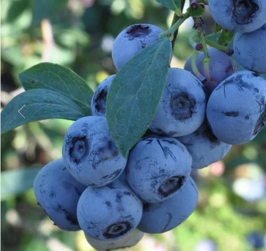 Blueberry Maru