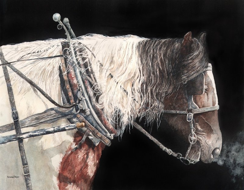 Portrait of a Work Horse