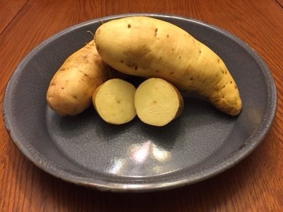 O'Henry - Everyone's favorite white sweet potato!