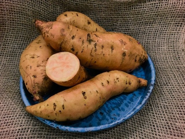 "Bunch" Porto Rico - a bush variety!