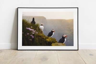 Puffin Formation
