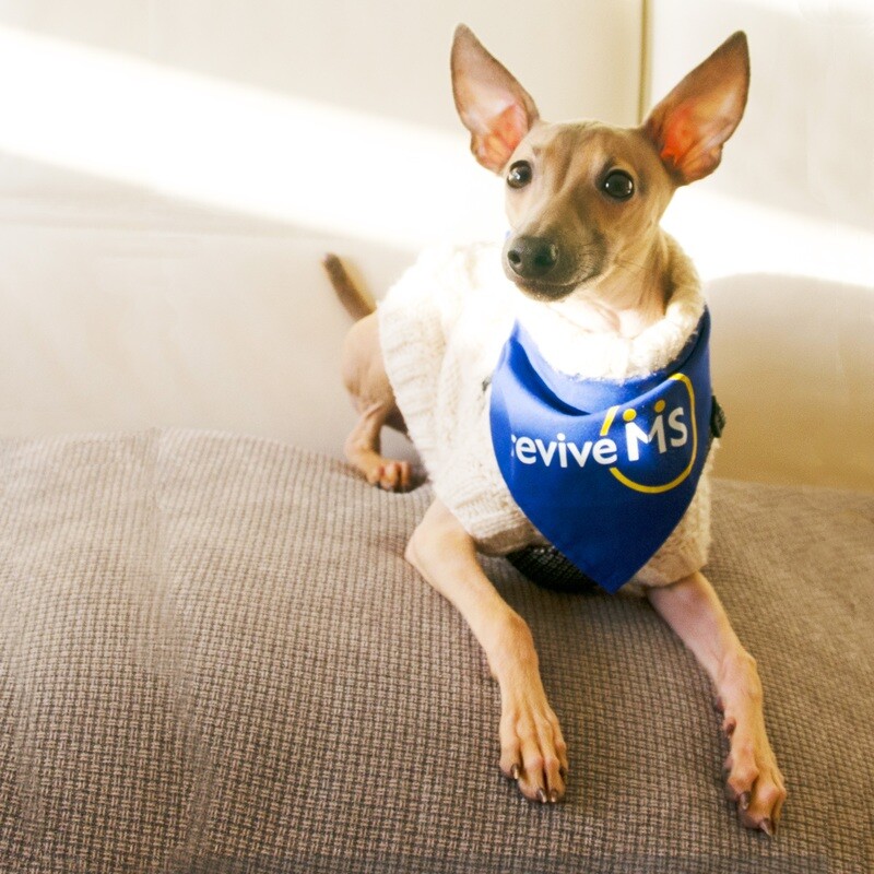 Chihuahua bandana online