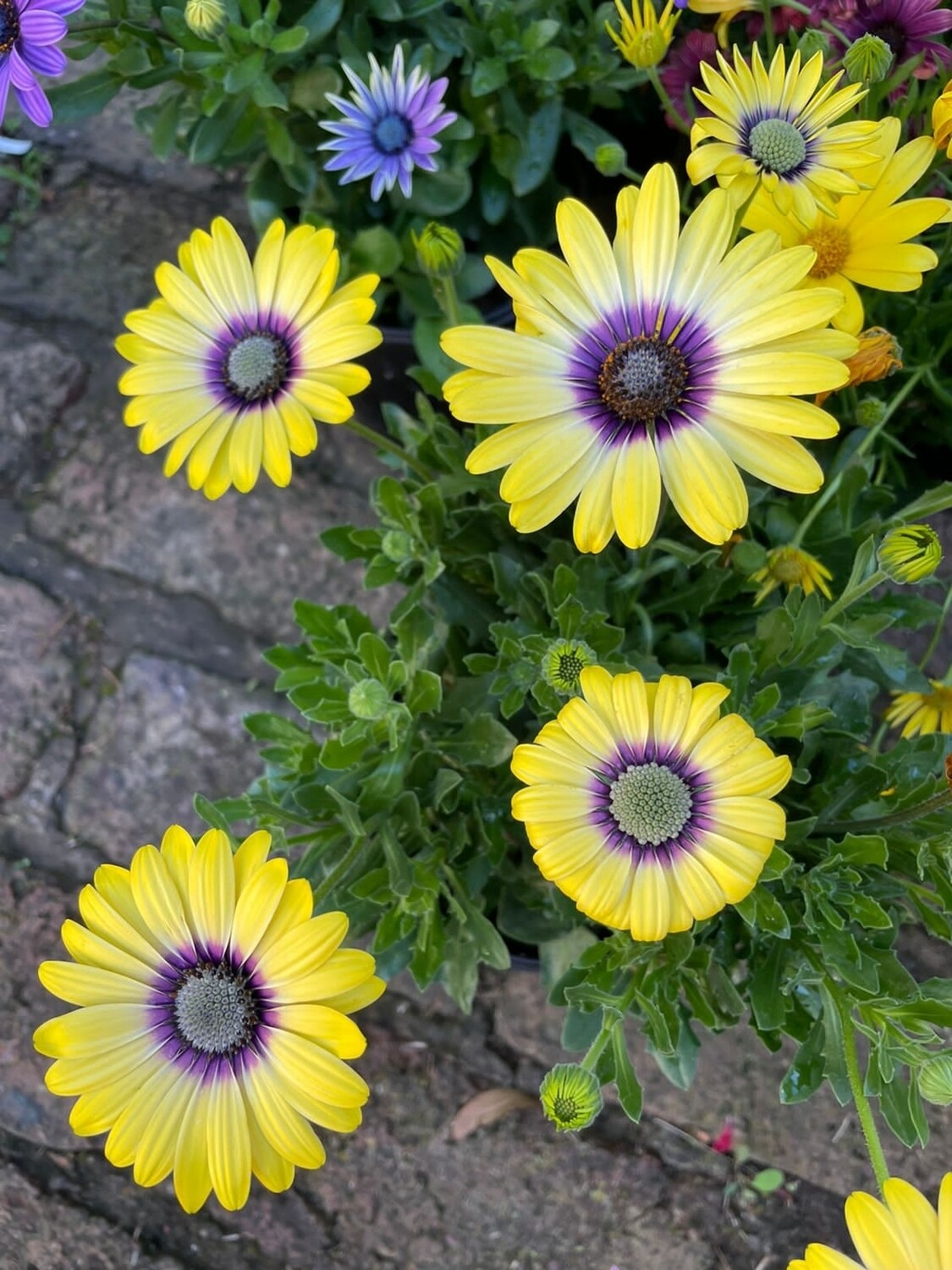 Osteospermum var