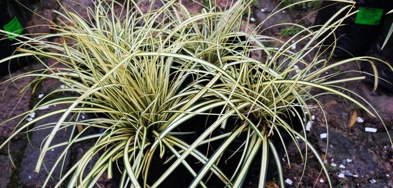 Carex Hachijoensis Evergold