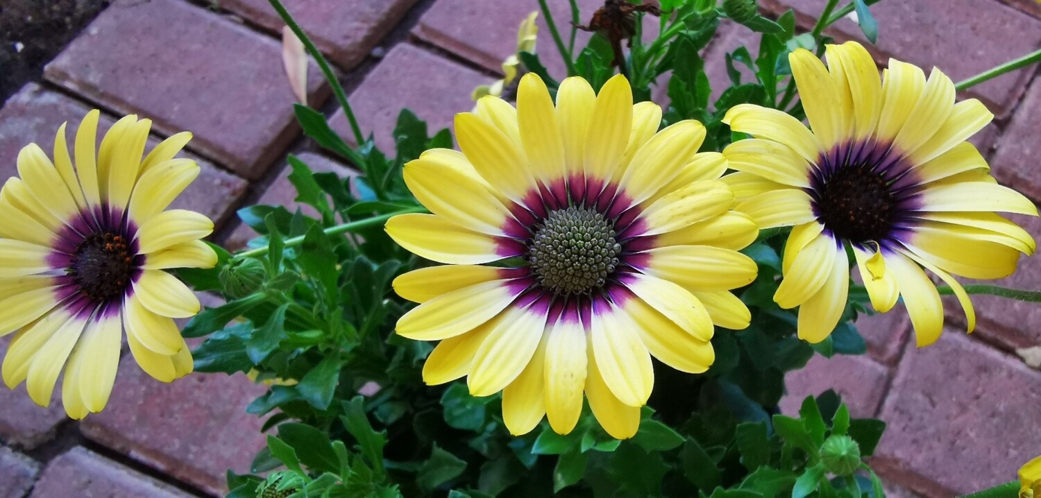 Osteospermum Serenity Blue Eyed Beauty