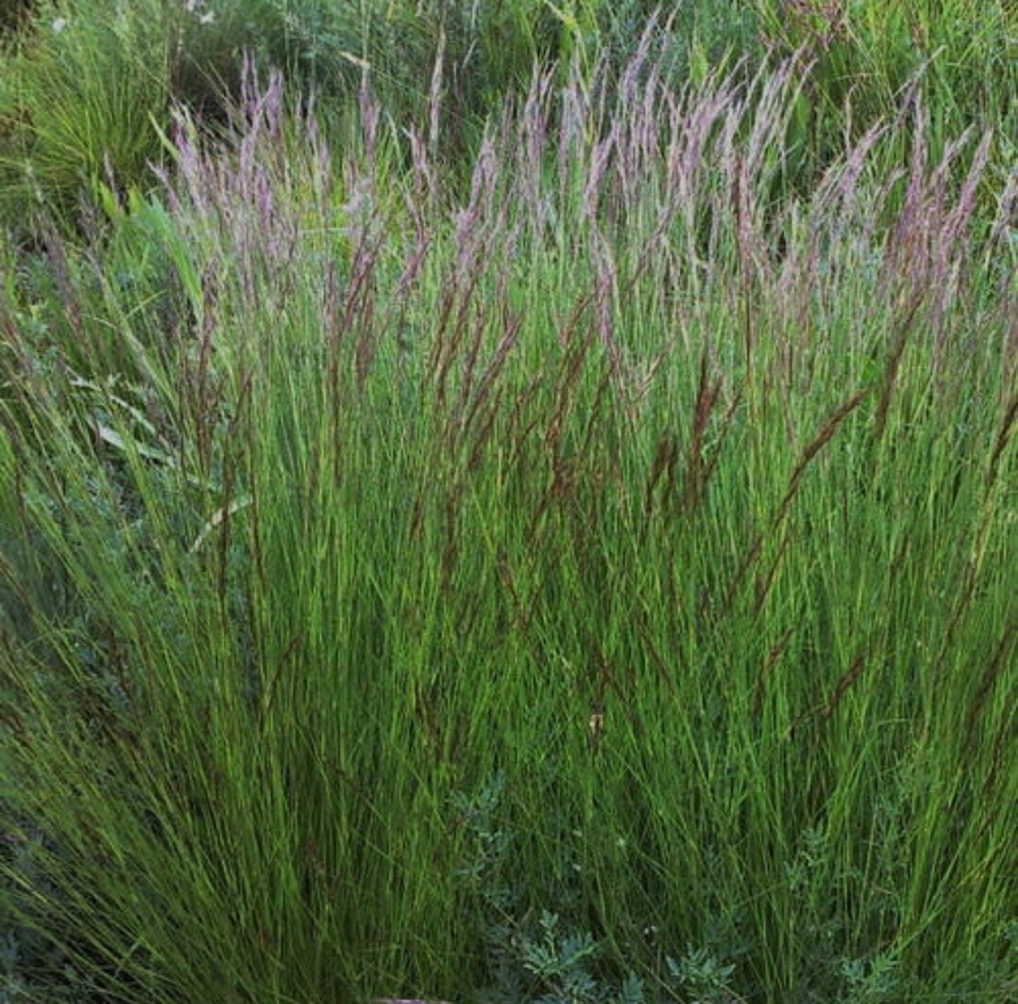 Aristida junciformis