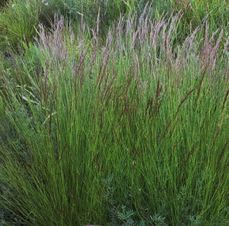Aristida junciformis