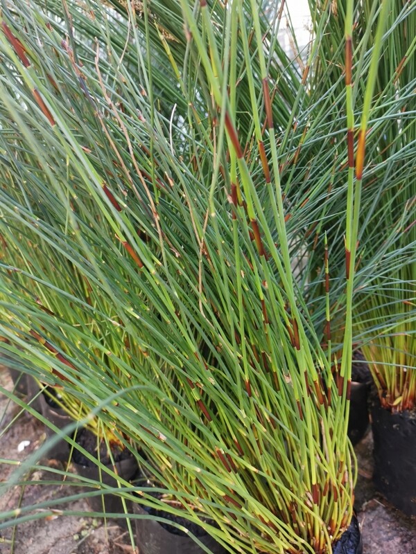 Elegia tectorum