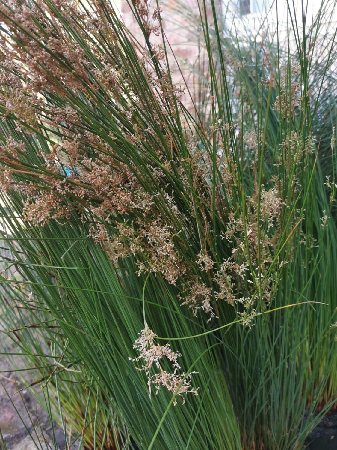 Juncus Effusus