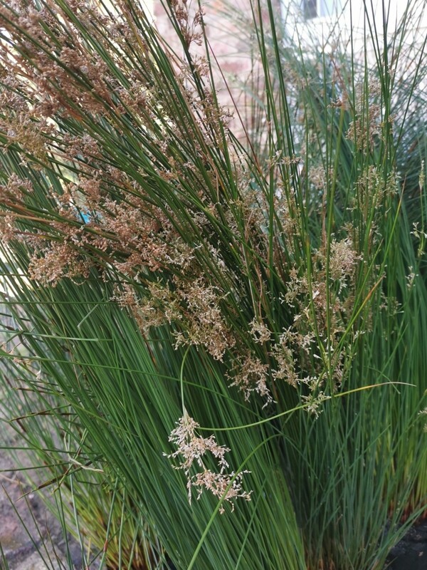 Juncus Effusus